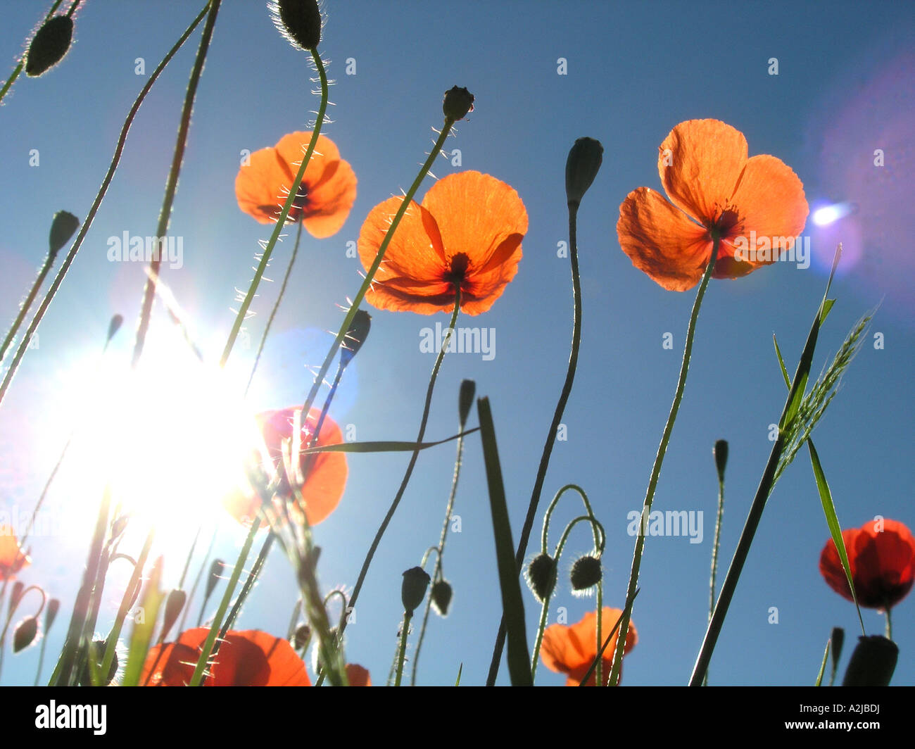 De nombreux coquelicots rouges communs dans un champ vu d'en bas contre le ciel bleu Banque D'Images