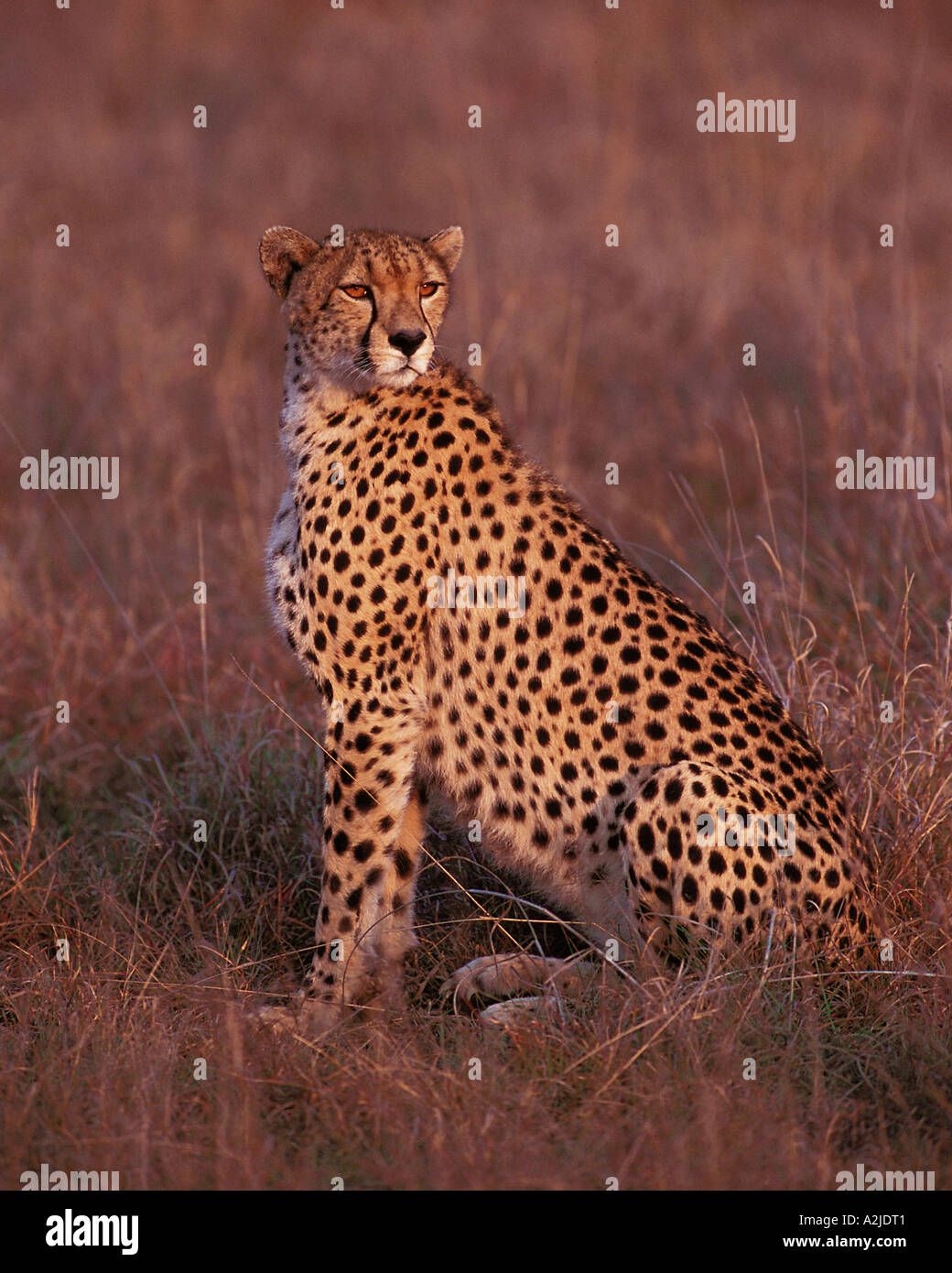 Afrique, Kenya, Masai Mara, le Guépard - Acinonyx jubatus Banque D'Images