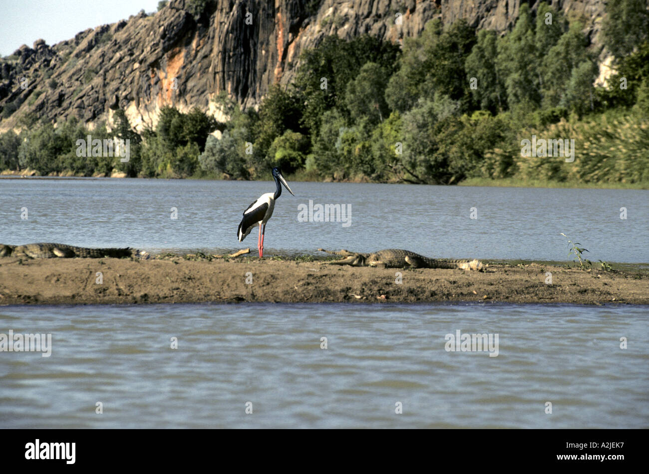 Jabiru avec les crocodiles Geike Gorge l'ouest de l'Australie Banque D'Images Jabiru avec les crocodiles Geike Gorge l'ouest de l'Australie Banque D'Images