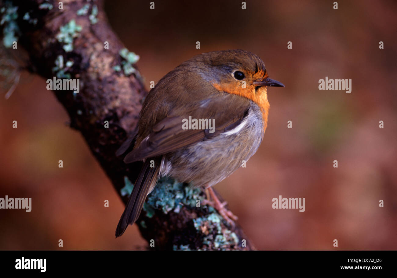 Une vue latérale d'une poitrine rouge robin séance d'une grande branche Banque D'Images