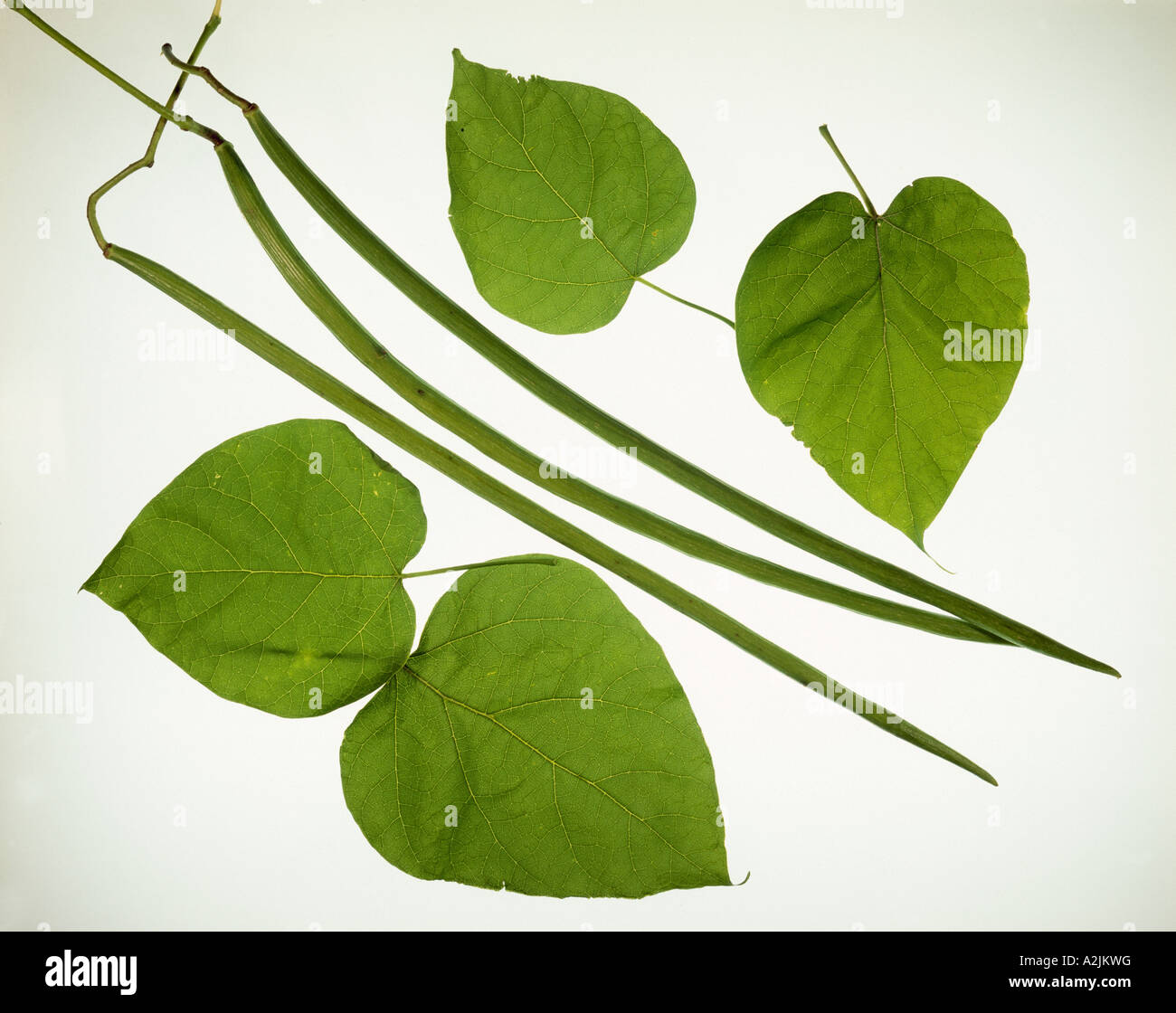 CATALPA COMMUN CATALPA BIGNONOIDES () MONTRE LES FEUILLES ET LES FRUITS (GOUSSES) Banque D'Images