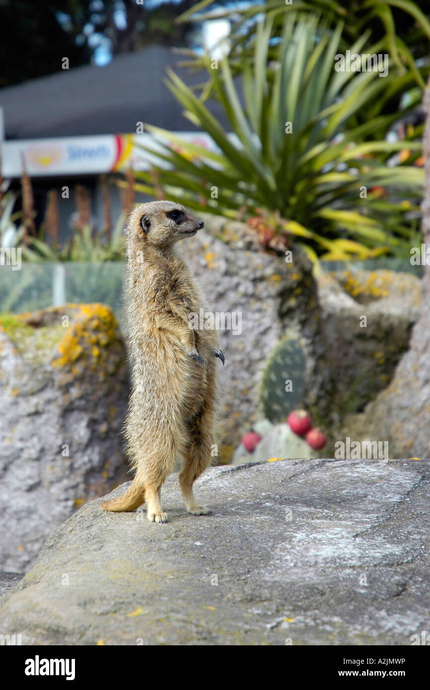 Meerkat, zoo de Wellington, Wellington en Nouvelle-Zélande. Banque D'Images