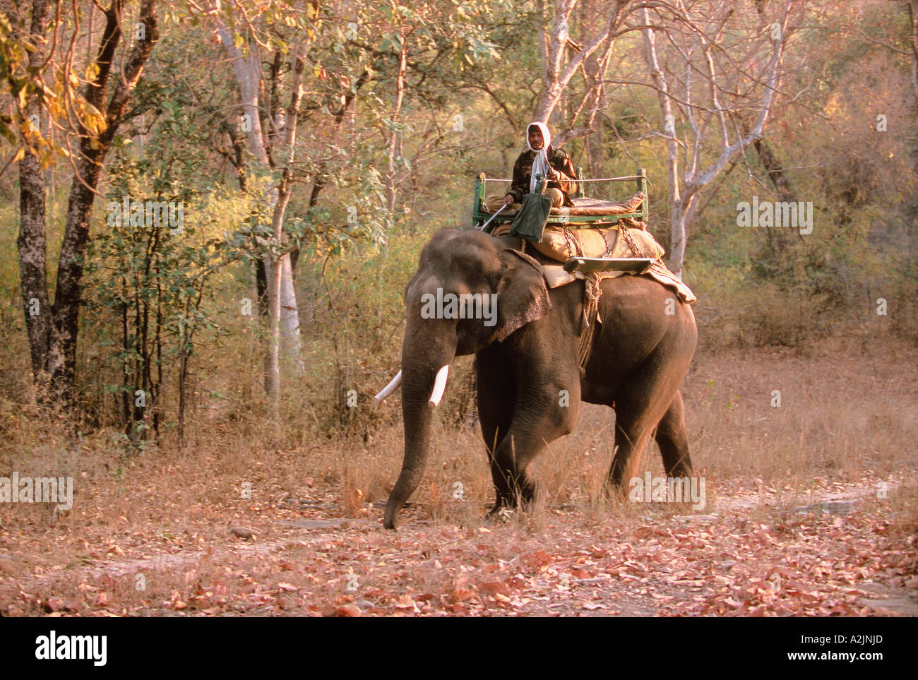 Bandhavgarh Nat'l Park, Khajuraho, Madhya Pradesh, Inde. Gestionnaire d'éléphants Banque D'Images