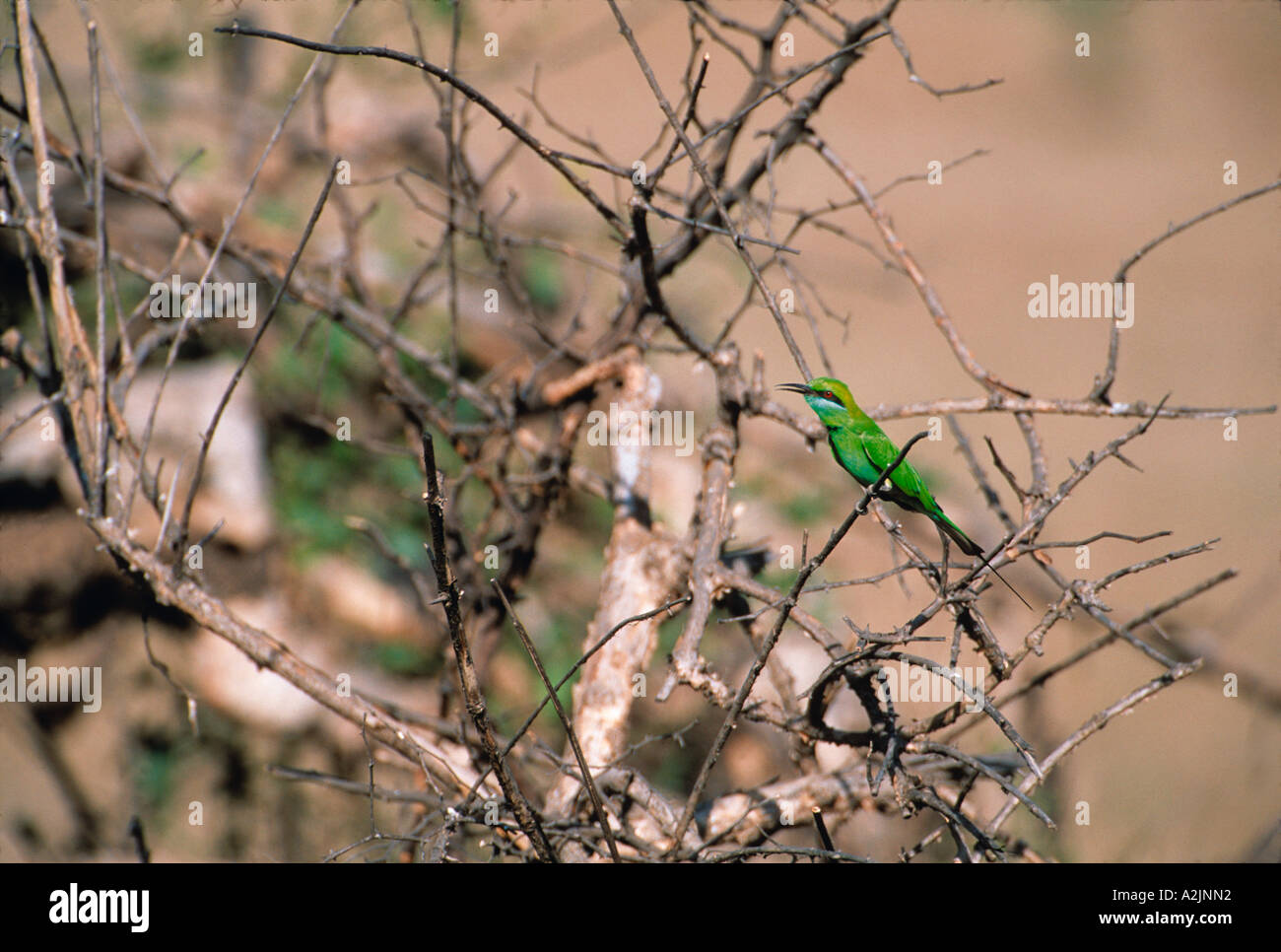 Green Bee-eater Merops orientalis, Bharatpur, Nat'l Park, de l'Haryana, le Rajasthan en Inde. Green Bee-eater perché sur branche d'arbre. Banque D'Images