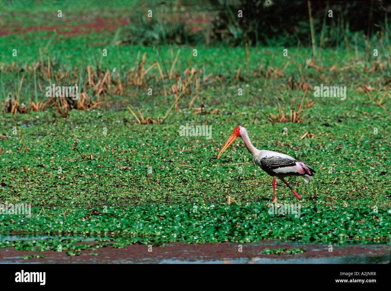 Stork Mycteria leucocephala peint, Bharatpur, Nat'l Park, de l'Haryana, le Rajasthan en Inde. Cigogne peinte dans l'habitat naturel Banque D'Images