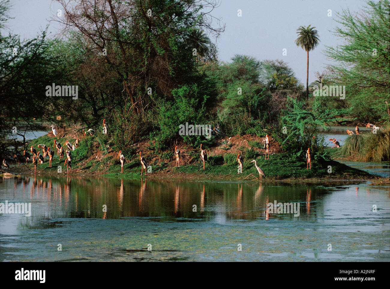 Stork Mycteria leucocephala peint, Bharatpur, Nat'l Park, de l'Haryana, le Rajasthan en Inde. Des cigognes dans l'habitat naturel peint Banque D'Images