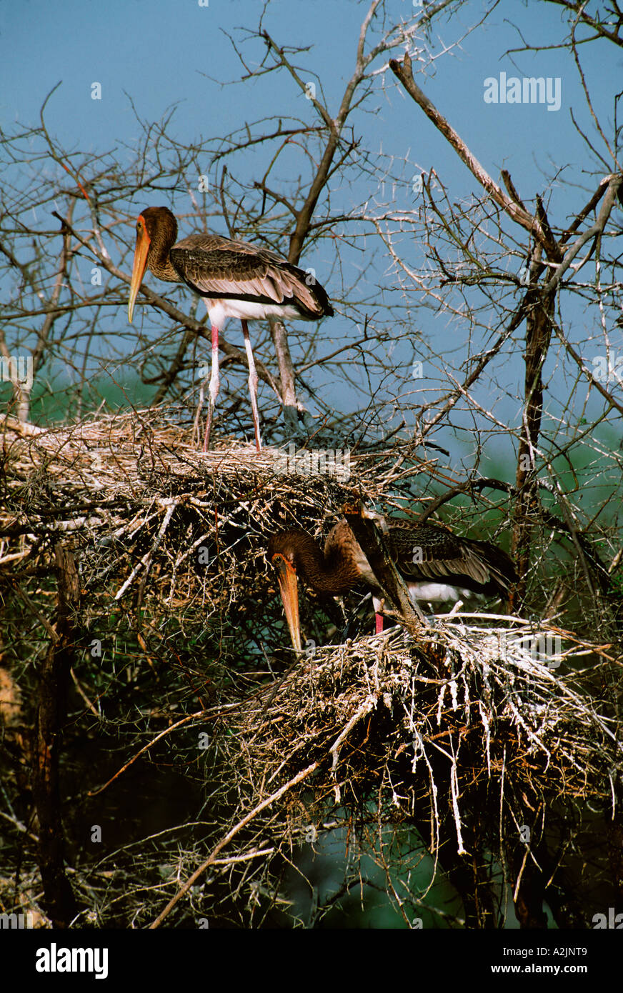 Stork Mycteria leucocephala peint, Bharatpur, Nat'l Park, de l'Haryana, le Rajasthan en Inde. La nidification des Cigognes peintes Banque D'Images