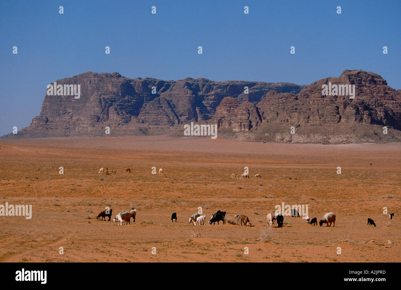 Asie - Jordanie - Wadi Rum - paysages de désert rouge du Wadi Rum, troupeau de chèvres Bédouins, les chameaux dans la distance Banque D'Images