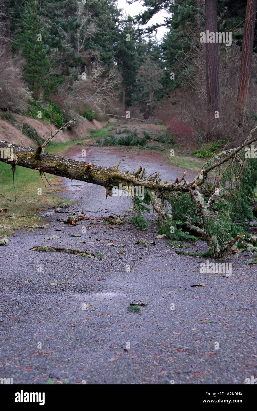 'Arbre tombé, le blocage des routes. Banque D'Images