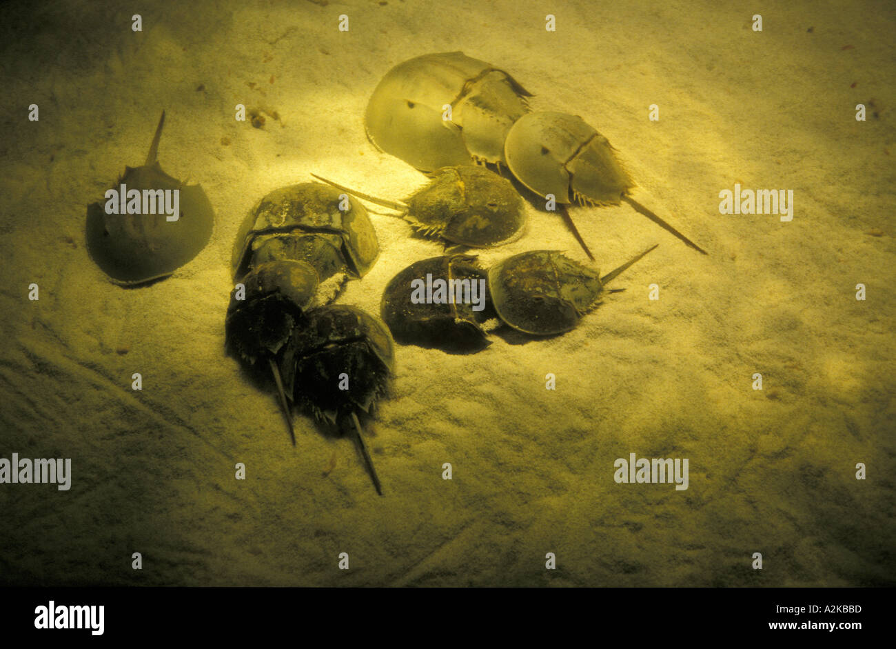 Limule Banque D'Images