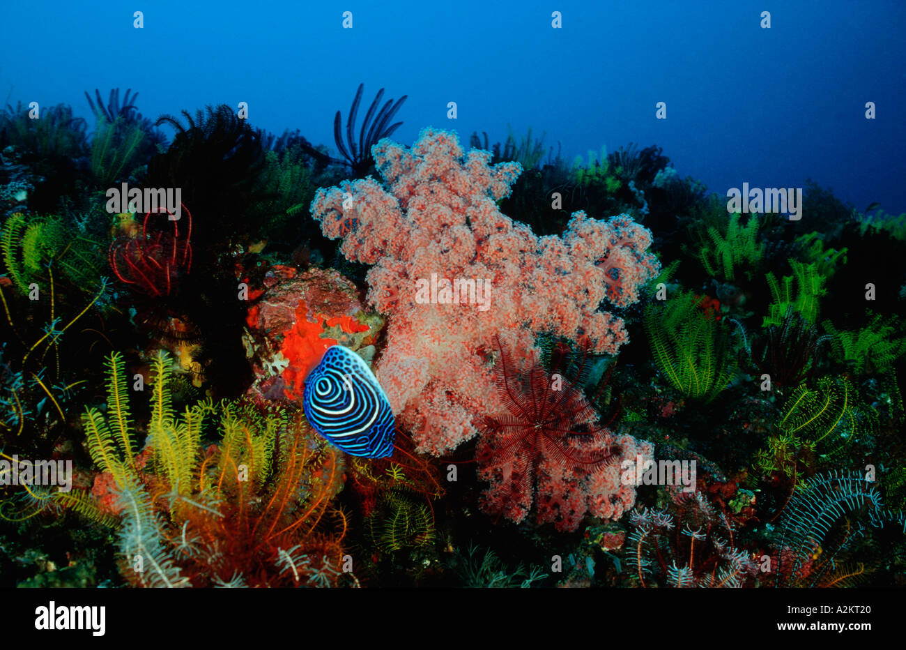 L'Empereur juvéniles de poissons-anges dans les récifs coralliens colorés, Pomacanthus imperator, komodo Indonésie océan Indien Banque D'Images