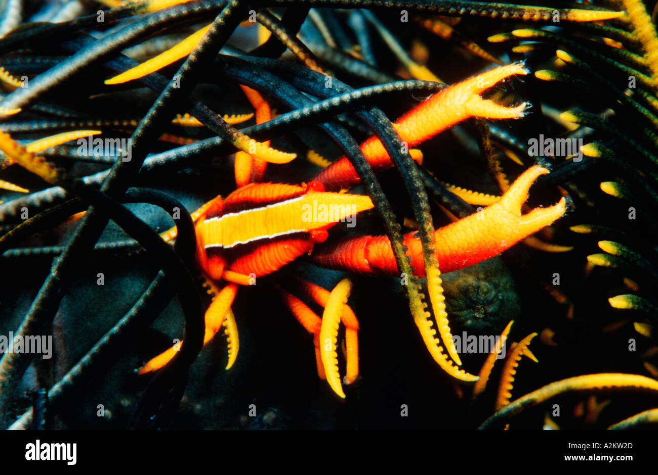 Squat lobster sur featherstar, Allogalathea elegans Banque D'Images