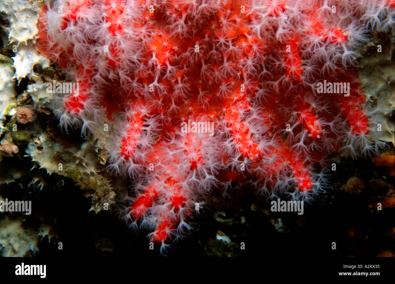 Red corals corallium rubrum Banque de photographies et d’images à haute ...