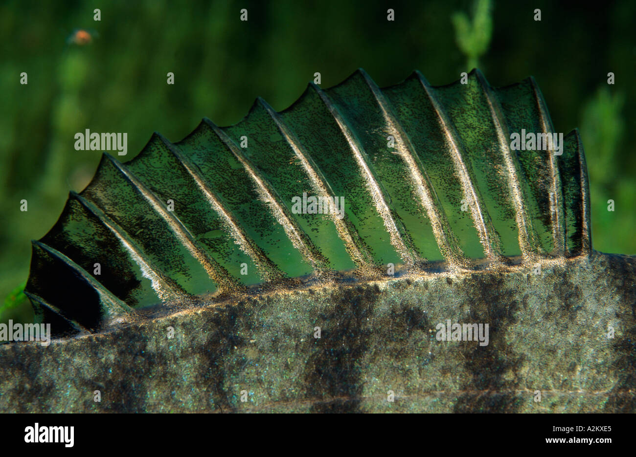 La première nageoire dorsale européenne de la perche, Perca fluviatilis Banque D'Images