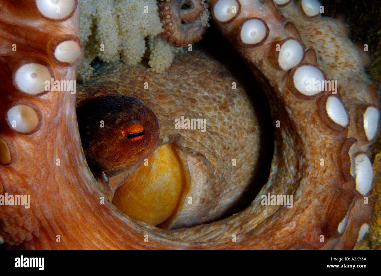 Poulpe commun femme gardant ses oeufs, Octopus vulgaris Banque D'Images