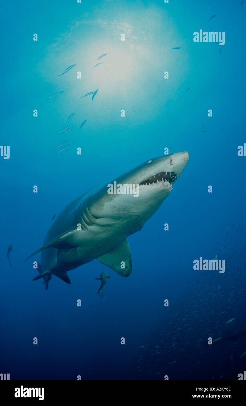 Carcharias taurus, Gris requin nourrice, sand tiger shark, North Carolina USA Banque D'Images