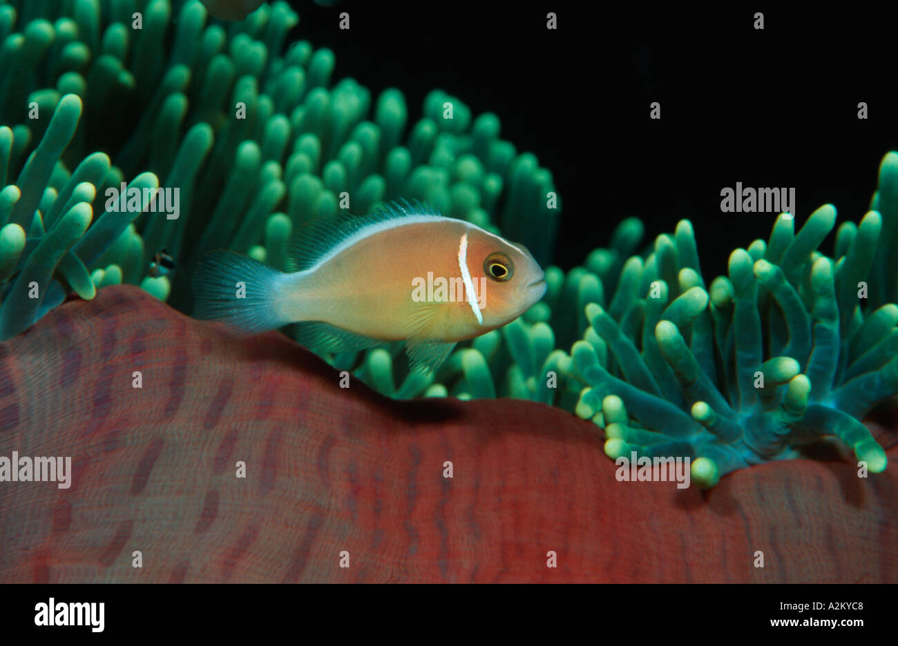 Poisson clown Amphiprion perideraion, rose, Indones Bali, océan Indien Banque D'Images