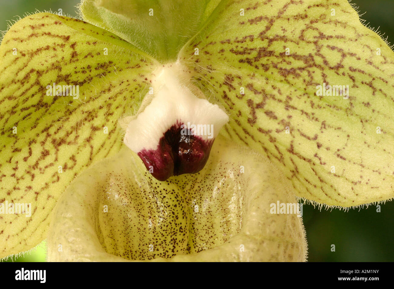 Paphiopedilum malipoense Banque D'Images