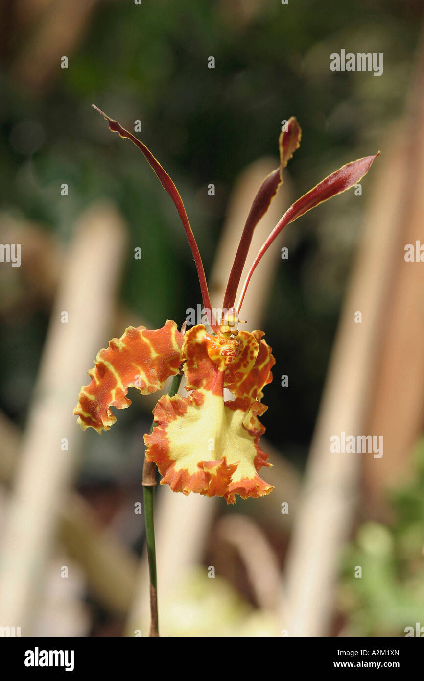 Psychopsis papilio Banque D'Images