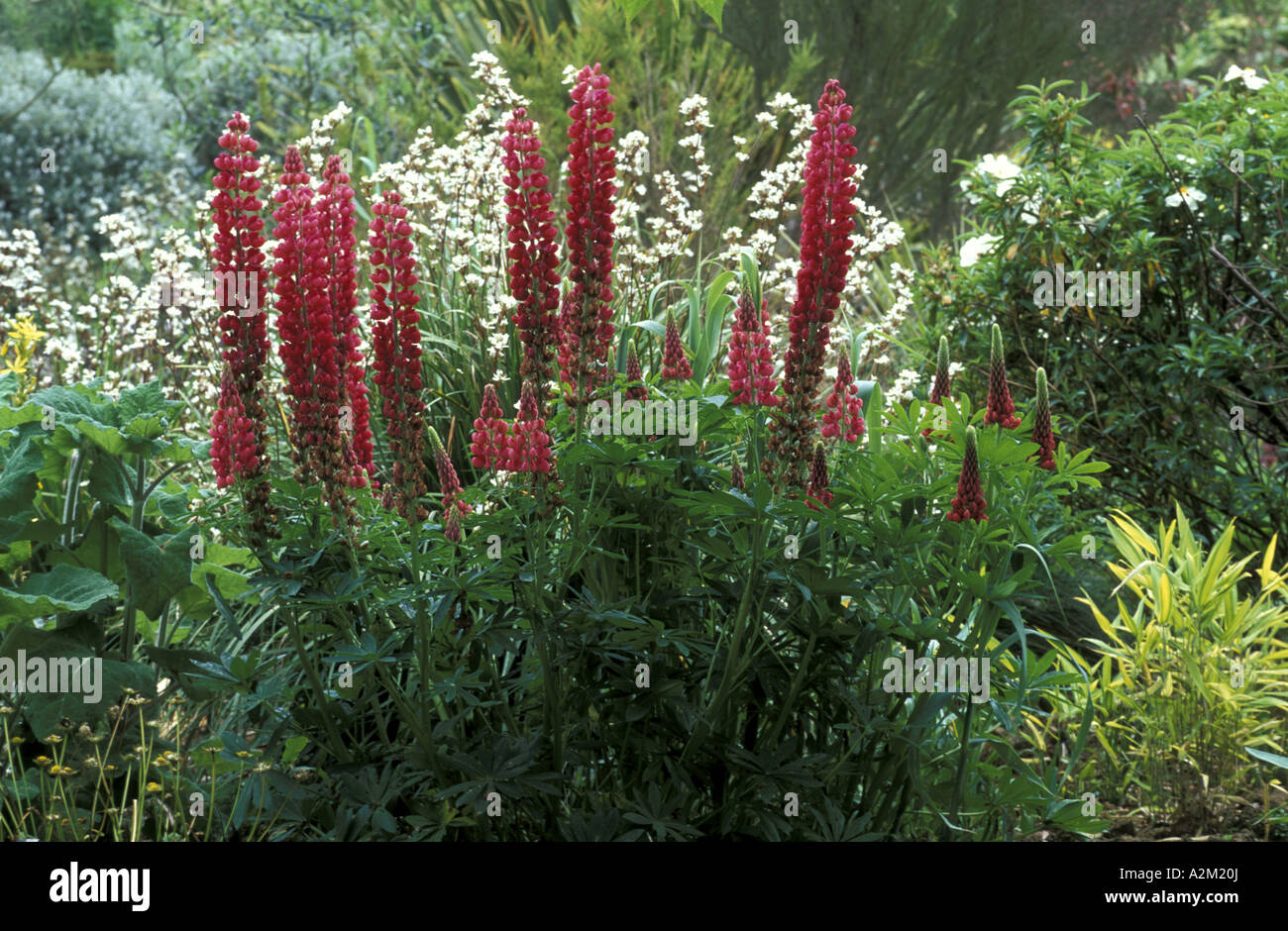 Lupinus Les Pages Banque D'Images