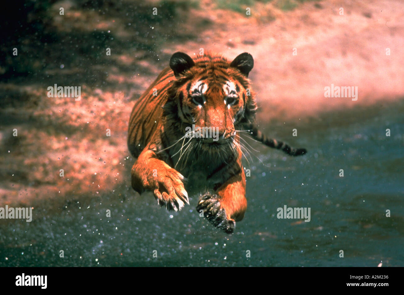 Dans un étang du tigre bondissant avec de l'eau éclaboussant Panthera tigris Banque D'Images