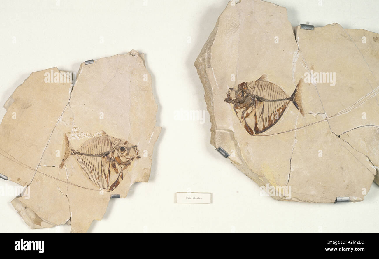 Mene Poisson Poisson mene Banque de photographies et d’images à haute résolution - Alamy
