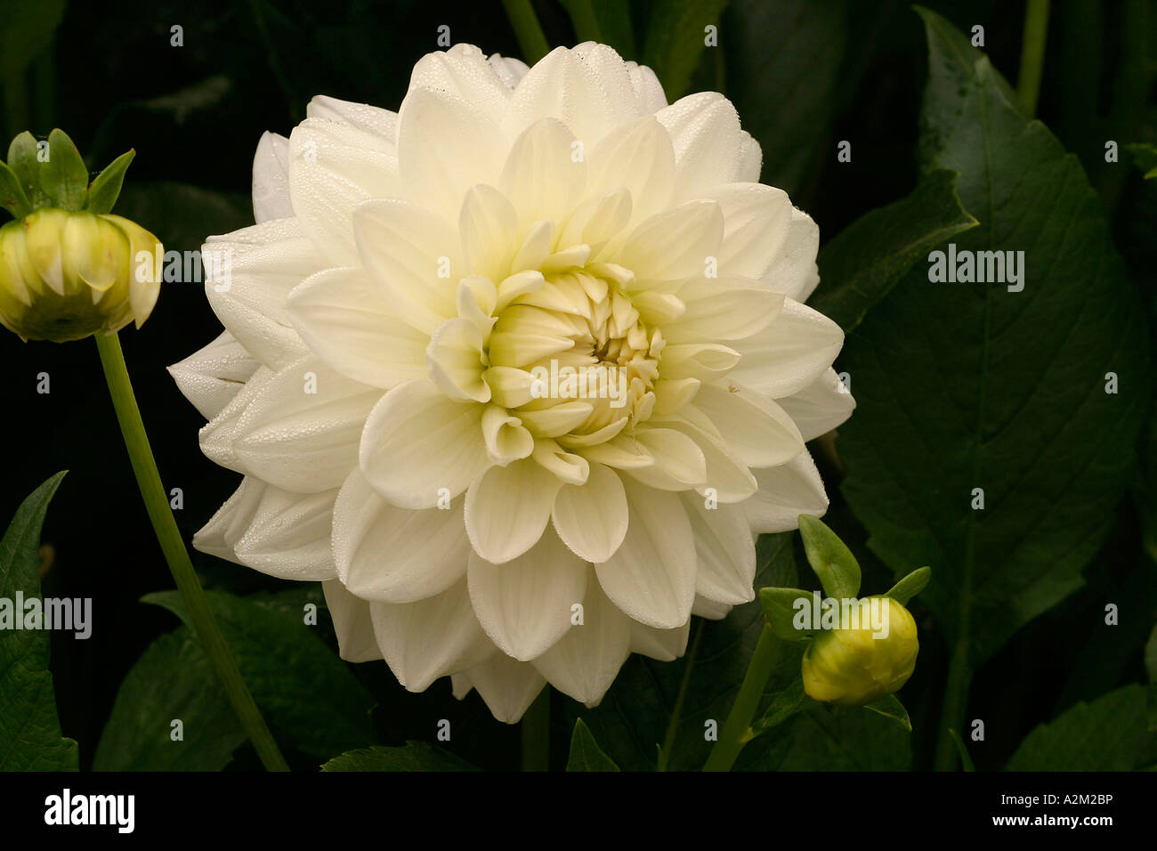 Dahlia White Swan Banque D'Images