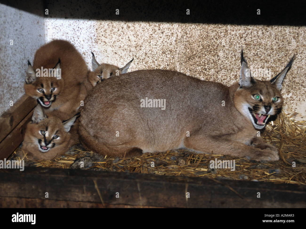 Lynx caracal 3 chatons avec leur mère (Felis caracal) Banque D'Images