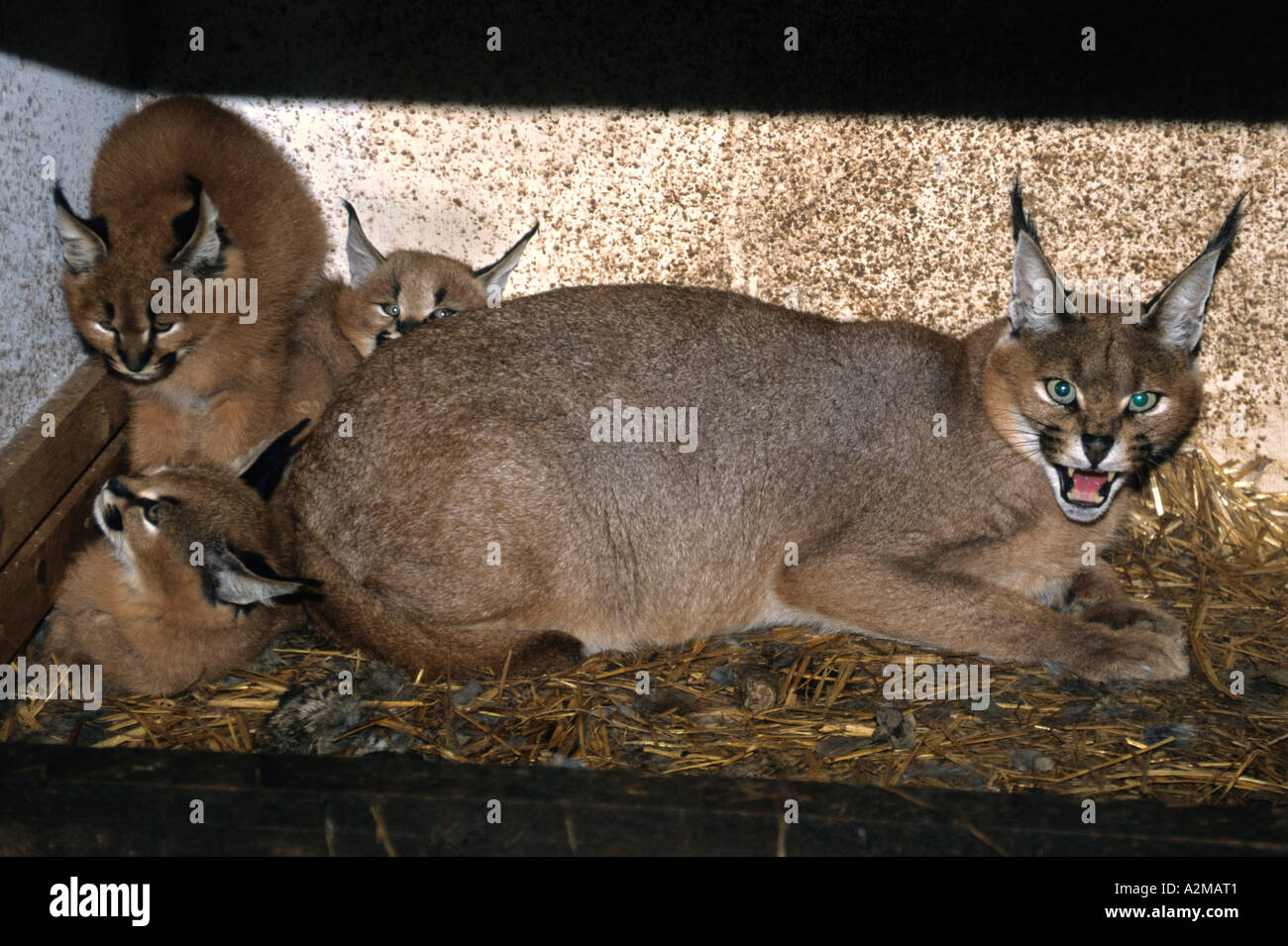 Lynx caracal 3 chatons avec leur mère (Felis caracal) Banque D'Images