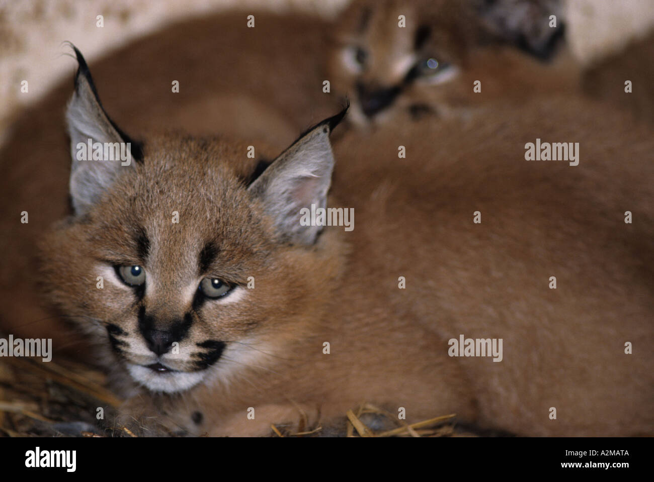 3 Lynx Caracal Felis caracal (chatons) Banque D'Images