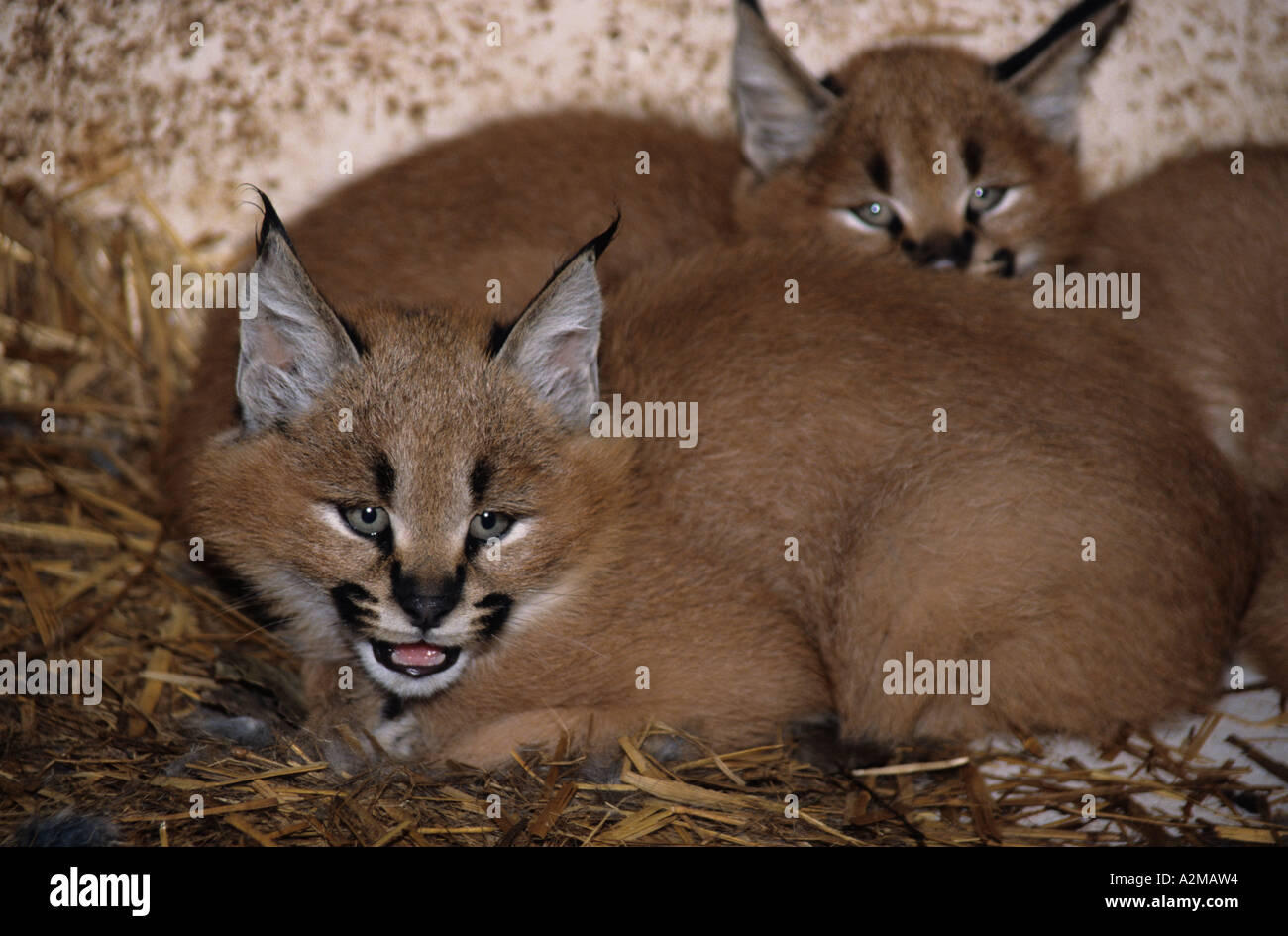 3 Lynx Caracal Felis caracal (chatons) Banque D'Images