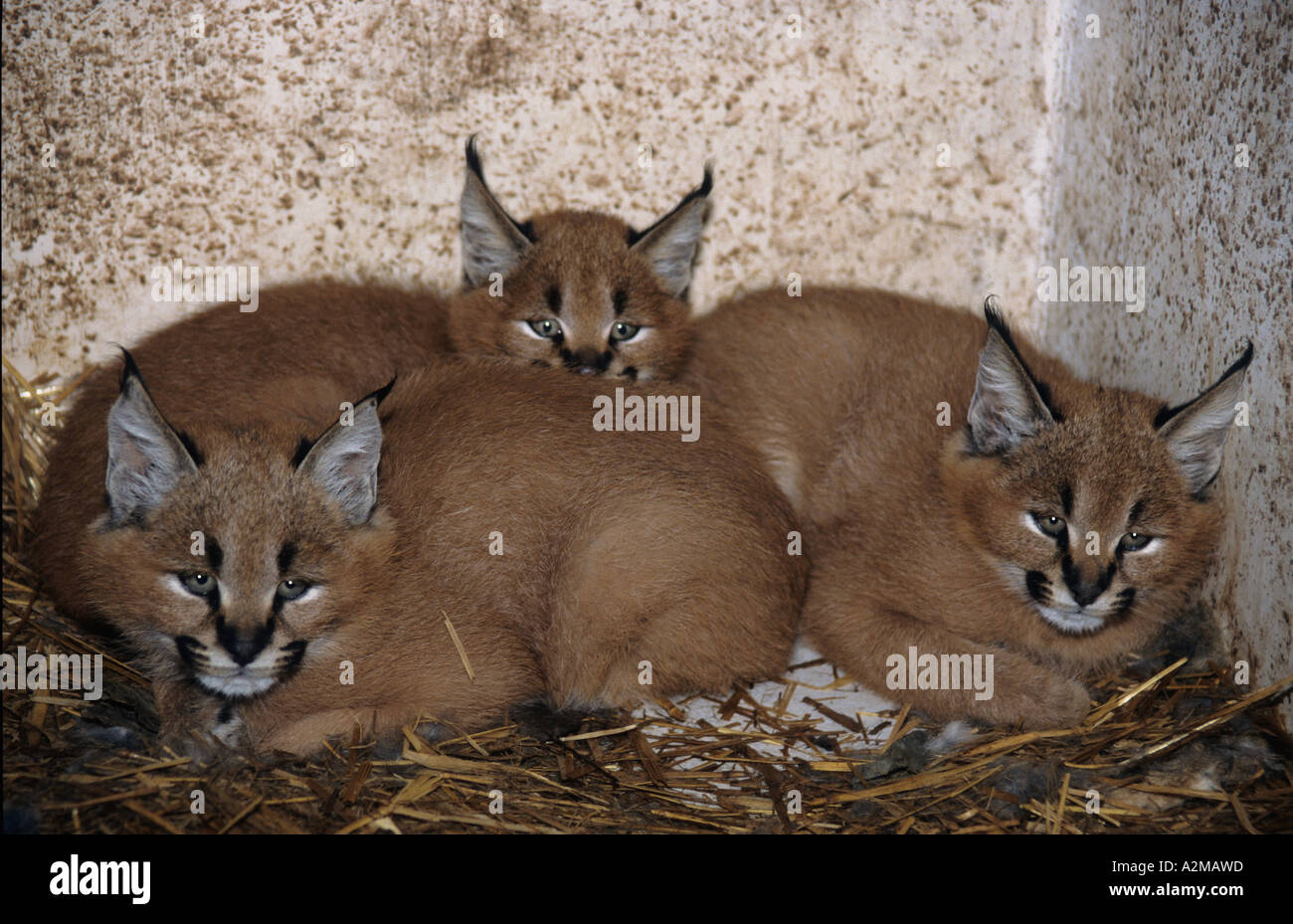 3 Lynx Caracal Felis caracal (chatons) Banque D'Images
