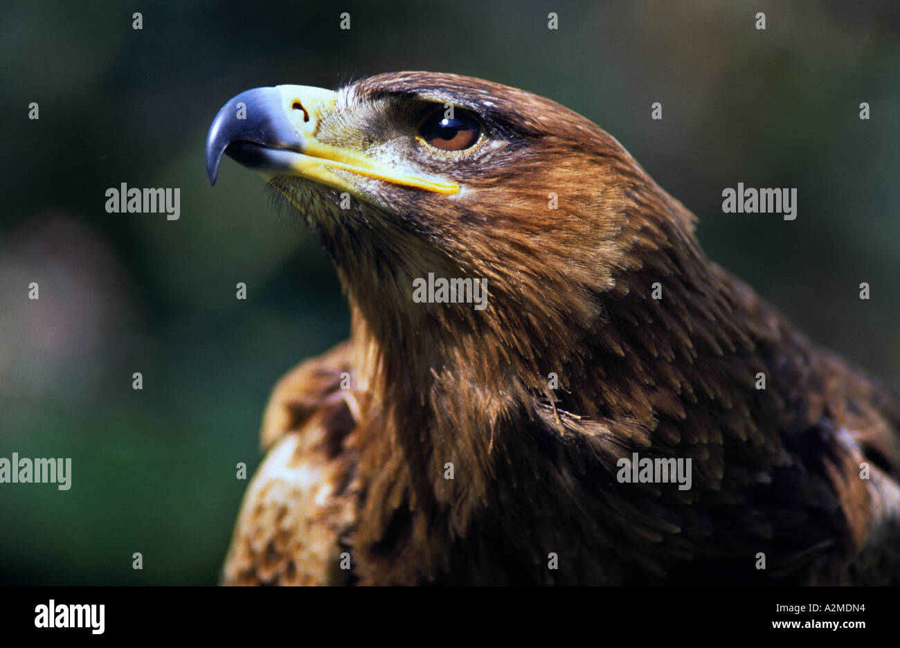 Aigle ravisseur indien Banque D'Images