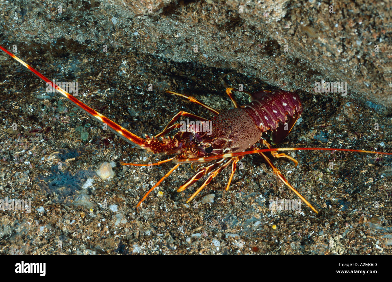 Langouste européenne, Palinurus elephas Banque D'Images