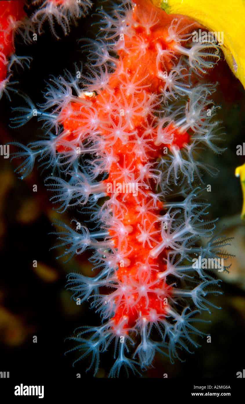 Le corail rouge, corallium rubrum Banque D'Images