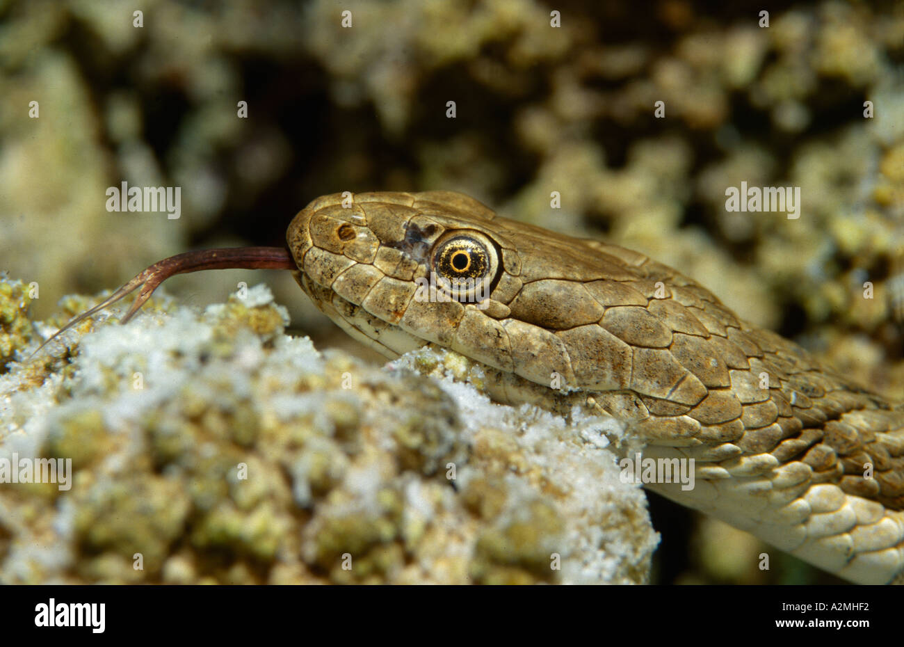 Dice Snake sous l'eau, Natrix tessellata Banque D'Images