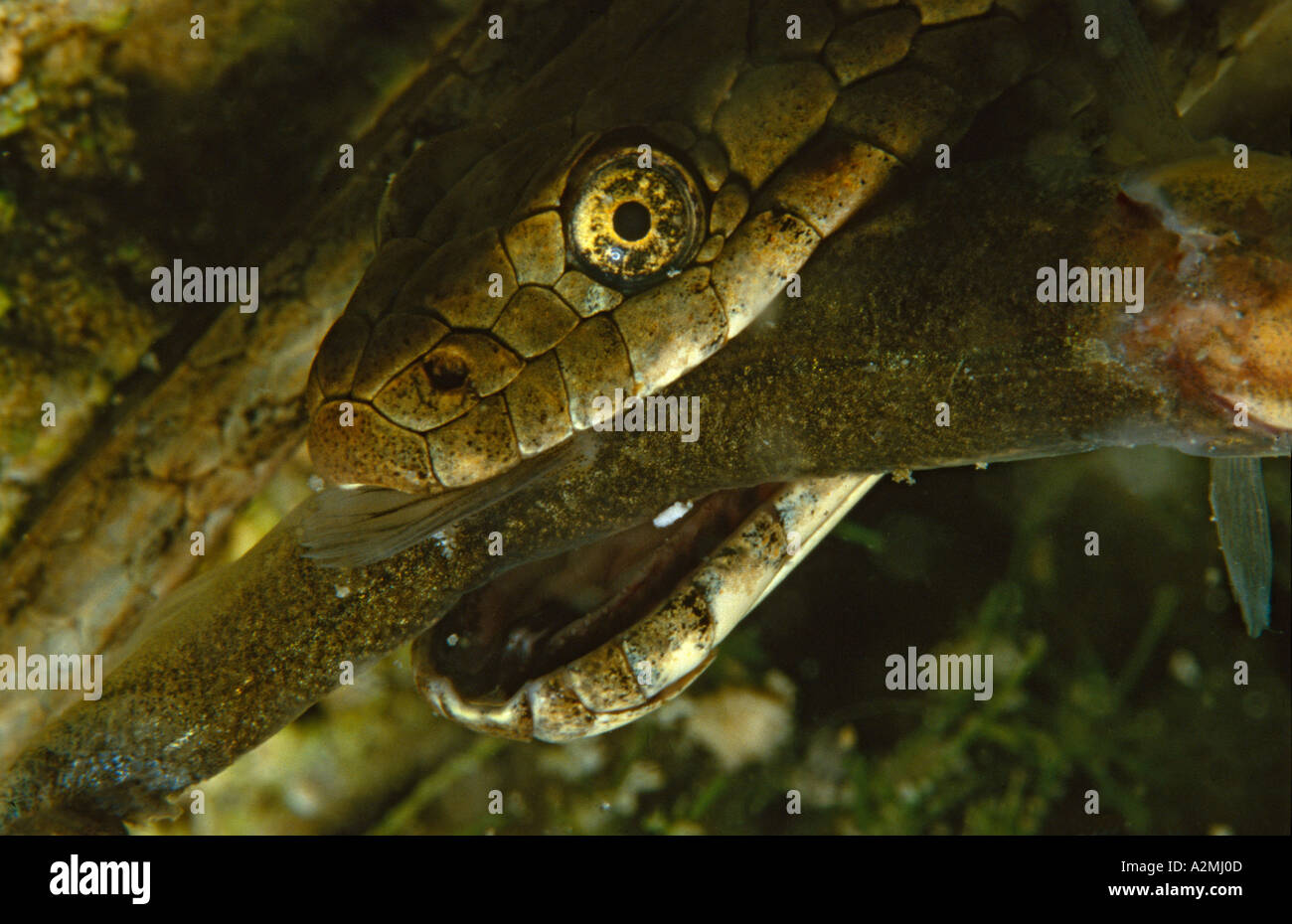 Natrix tessellata, Dice Snake mange du poisson sous l'eau Banque D'Images