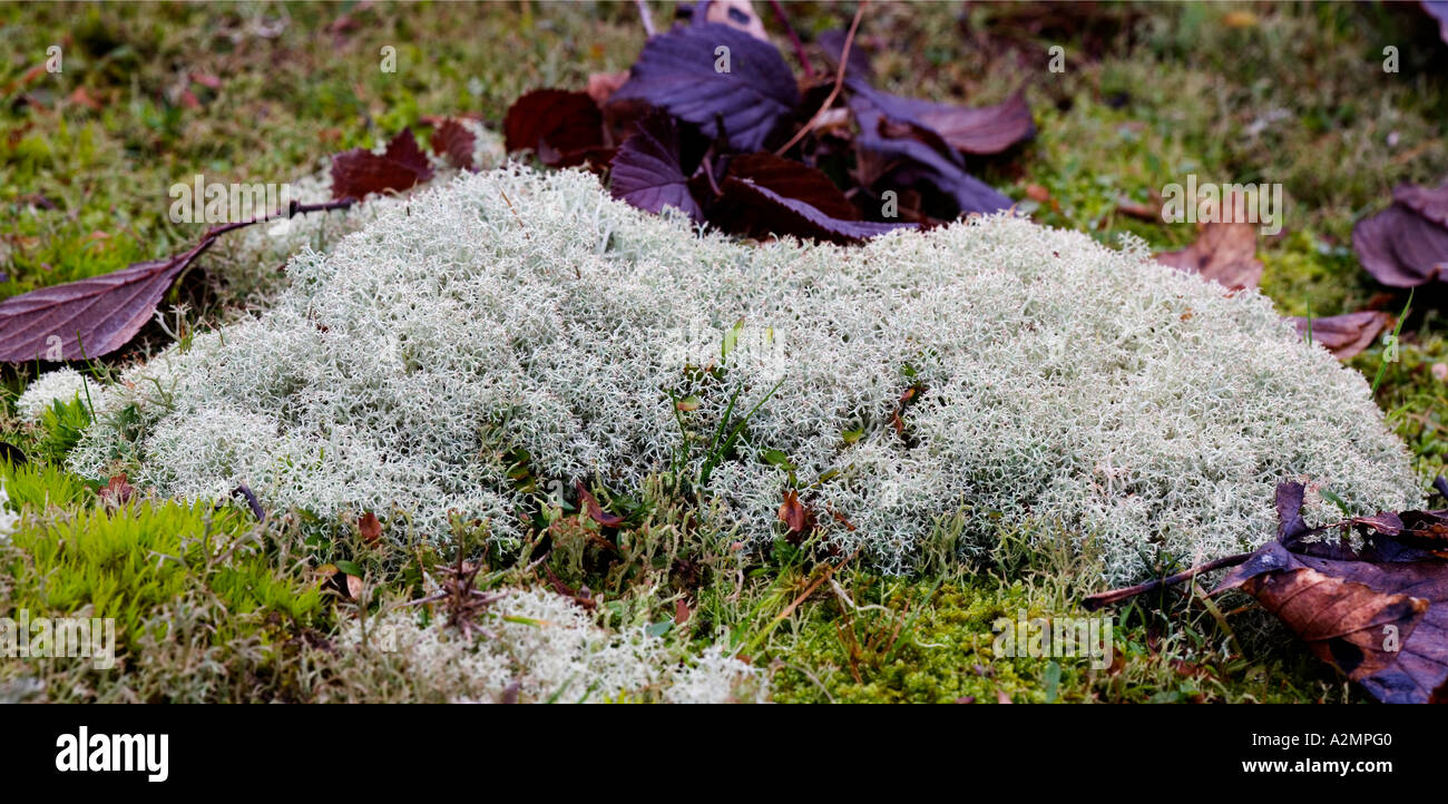 Bouquet de lichens poussant sur une banque de sable dans le Bedfordshire Cladonia portentosa Banque D'Images