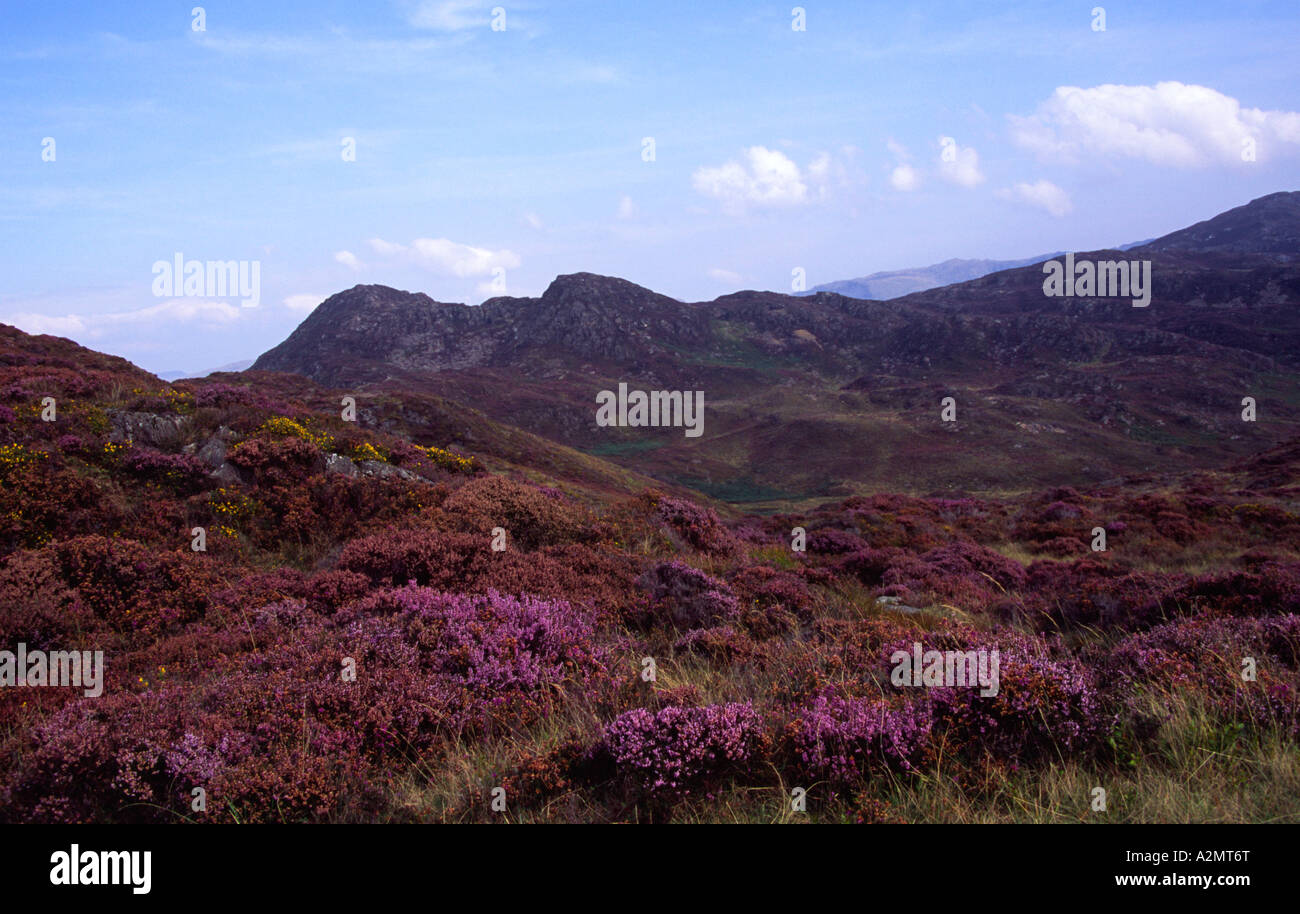 Heather sur une colline Banque D'Images