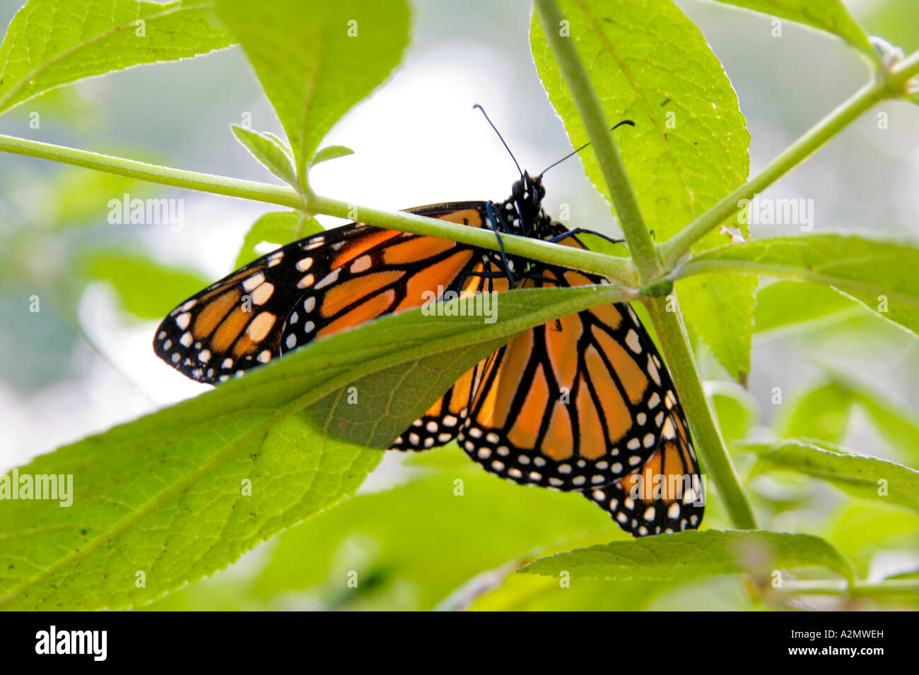 Monarca papillon Monarque Danaus plexippus Banque D'Images