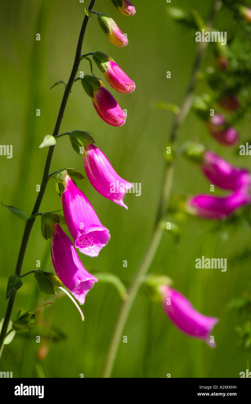 Dans le champ de fleurs Banque D'Images