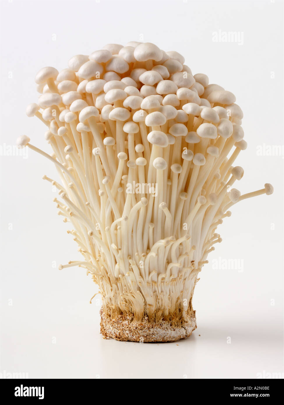 Colybie veluptipes Nom botanique appelé aussi Enokitake Nametake motase Enokidake Yuki hiver neige Champignons Champignons Puff Banque D'Images