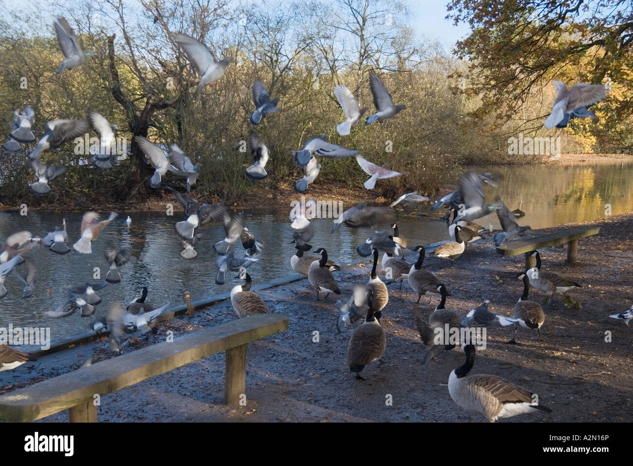 Les Bernaches du Canada et les pigeons qui se rassemblent sur les rives d'un étang Banque D'Images
