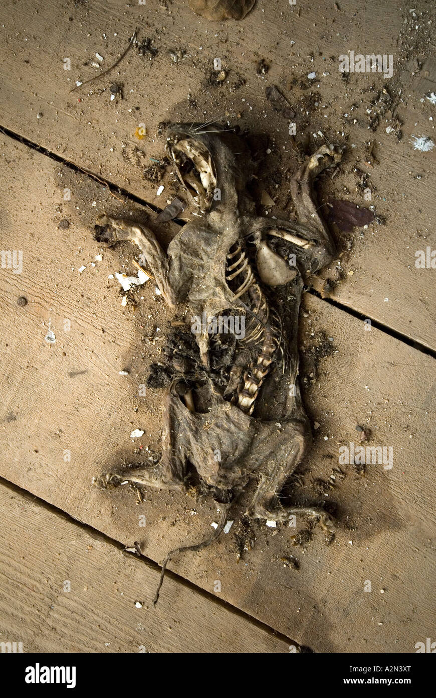 Un chat malheureux morts et séchés dans une maison abandonnée Banque D'Images