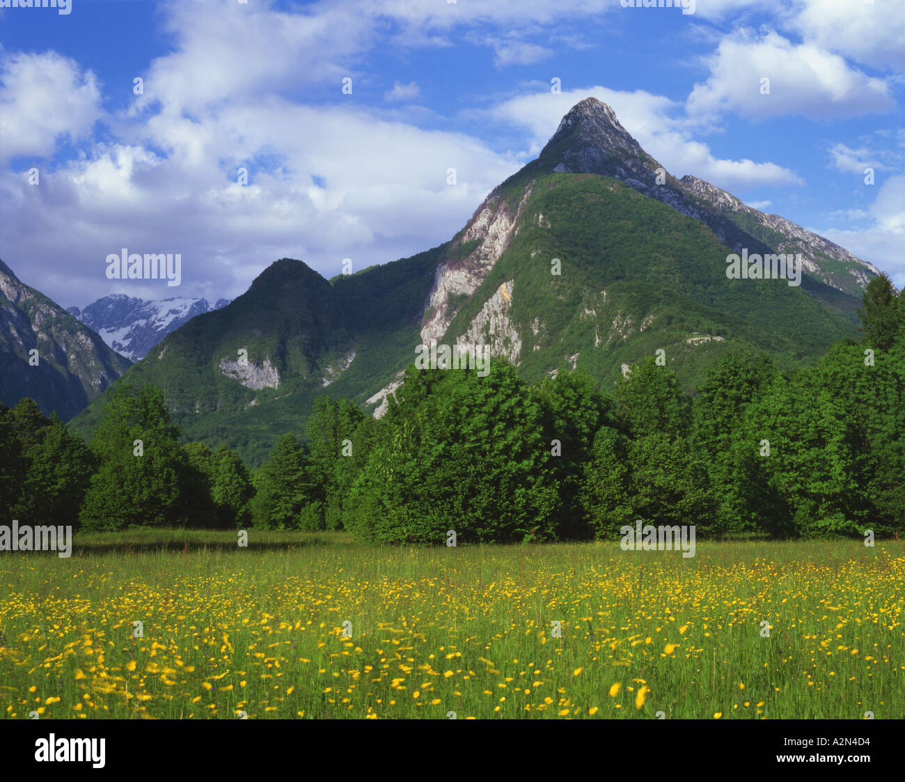 Prairie alpine et le Mont Svinjak dans la région de la vallée de la Soca Slovénie Banque D'Images