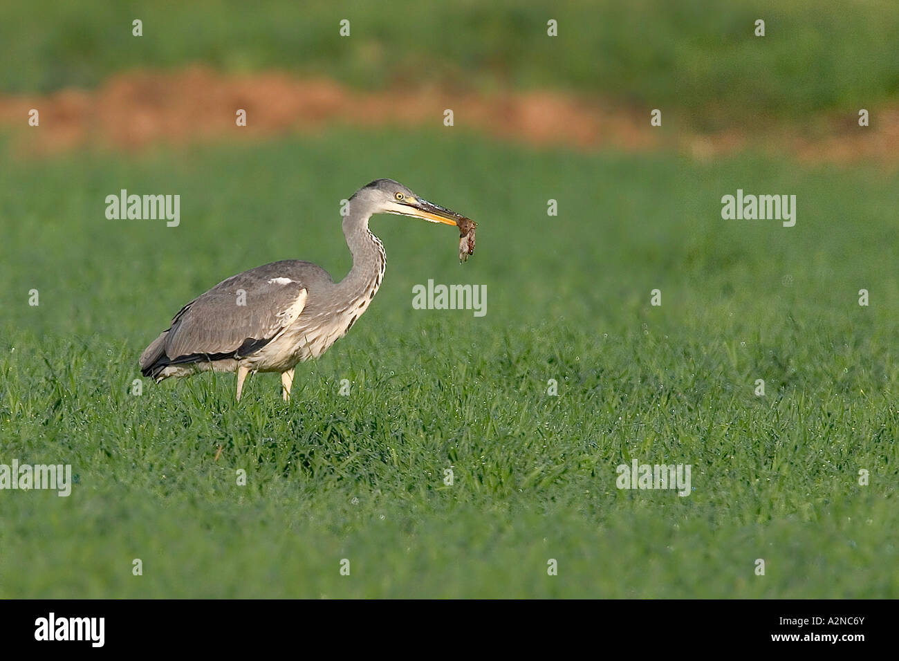 Héron cendré (Ardea cinerea) avec des oiseaux de proies dans son bec Banque D'Images