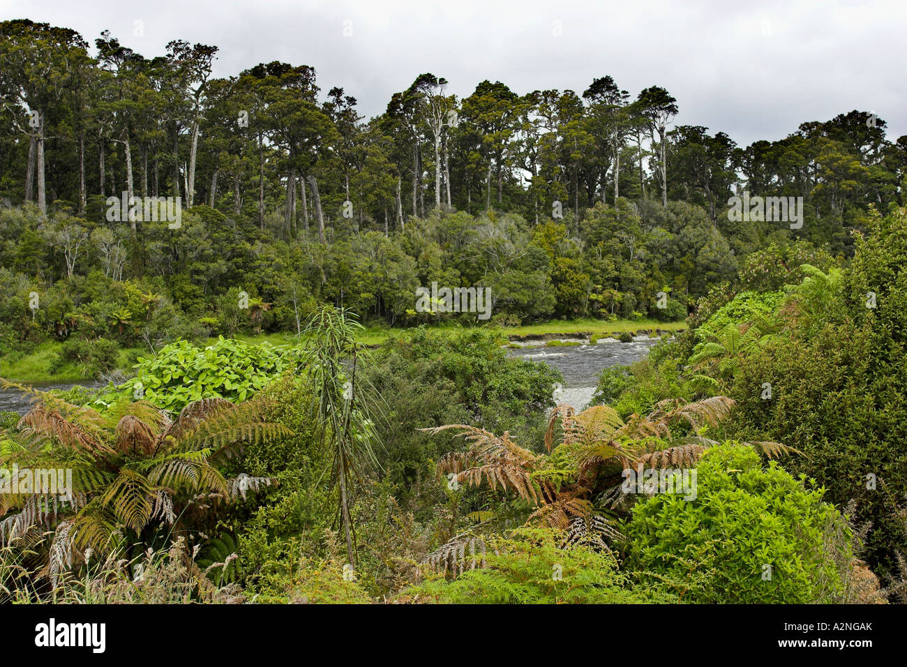 Forêt tropicale avec rivière peu profonde juste au nord de Haast Junction, sur l'île du sud de Nouvelle-Zélande. Banque D'Images