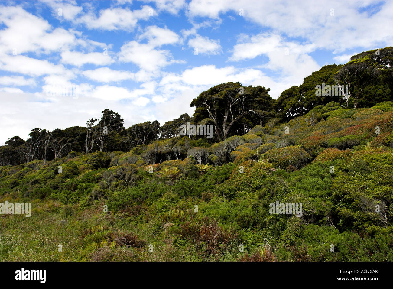 La croissance d'épaisseur de la forêt, juste au nord de la Haast sur l'île du sud de Nouvelle-Zélande. Banque D'Images