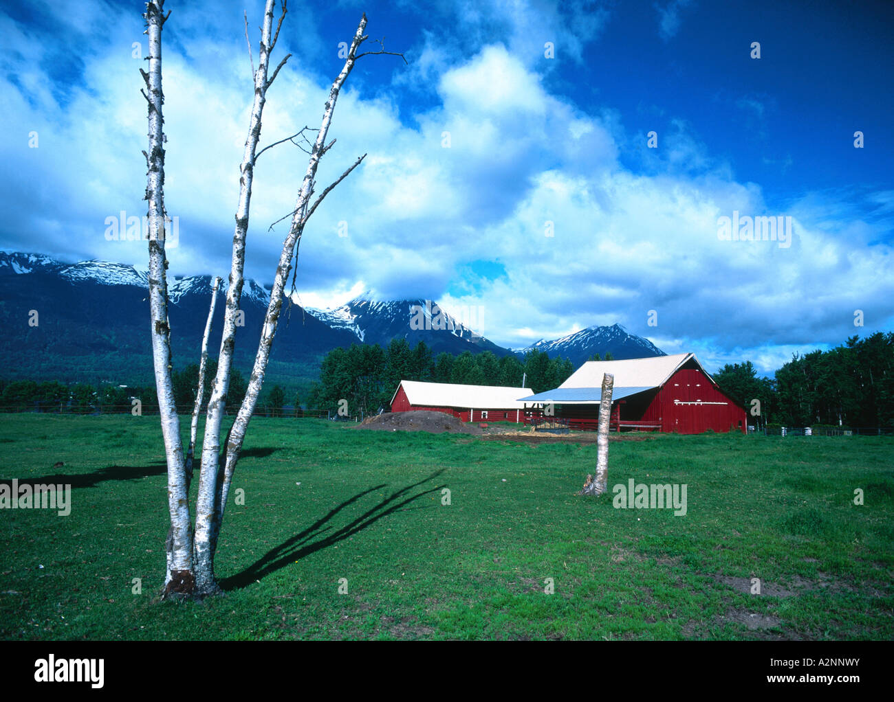 Ferme près de Mountain, Smithers, Colombie-Britannique, Canada Banque D'Images