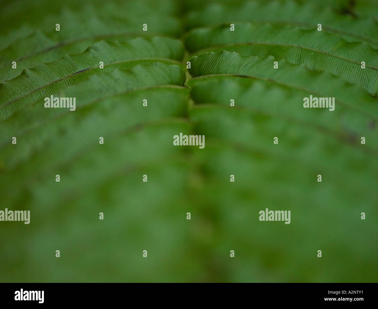 Humide humide de près les feuilles dans une forêt subtropicale Banque D'Images